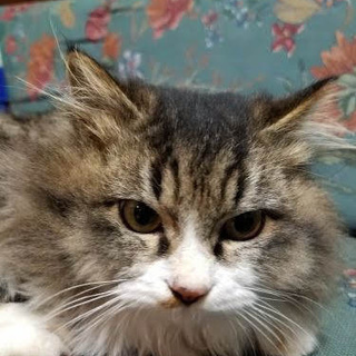 長毛すてきな猫さんオス