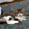 長毛すてきな猫さんオス サムネイル2
