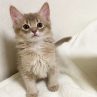 おまる