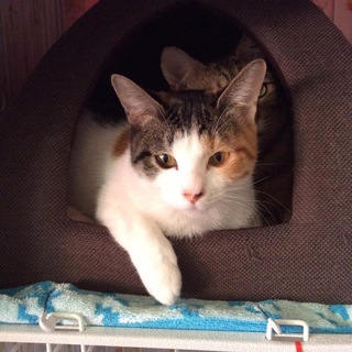 山茶花（さざんか）ちゃん、同時募集の侘助くんと