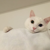 ましろ