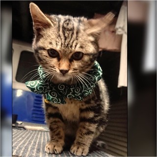 茶アメショーの♂、人も犬も大好きな可愛い子です！