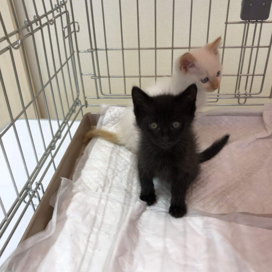 マリネ（マロン）のカバー写真