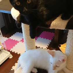 「正式譲渡♥マリネ（マロン）」サムネイル2