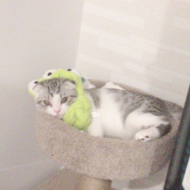 古井のカバー写真
