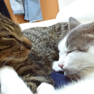 子供の猫2匹、とても可愛らしい子達です。