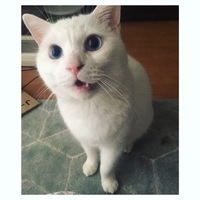 はんぺん