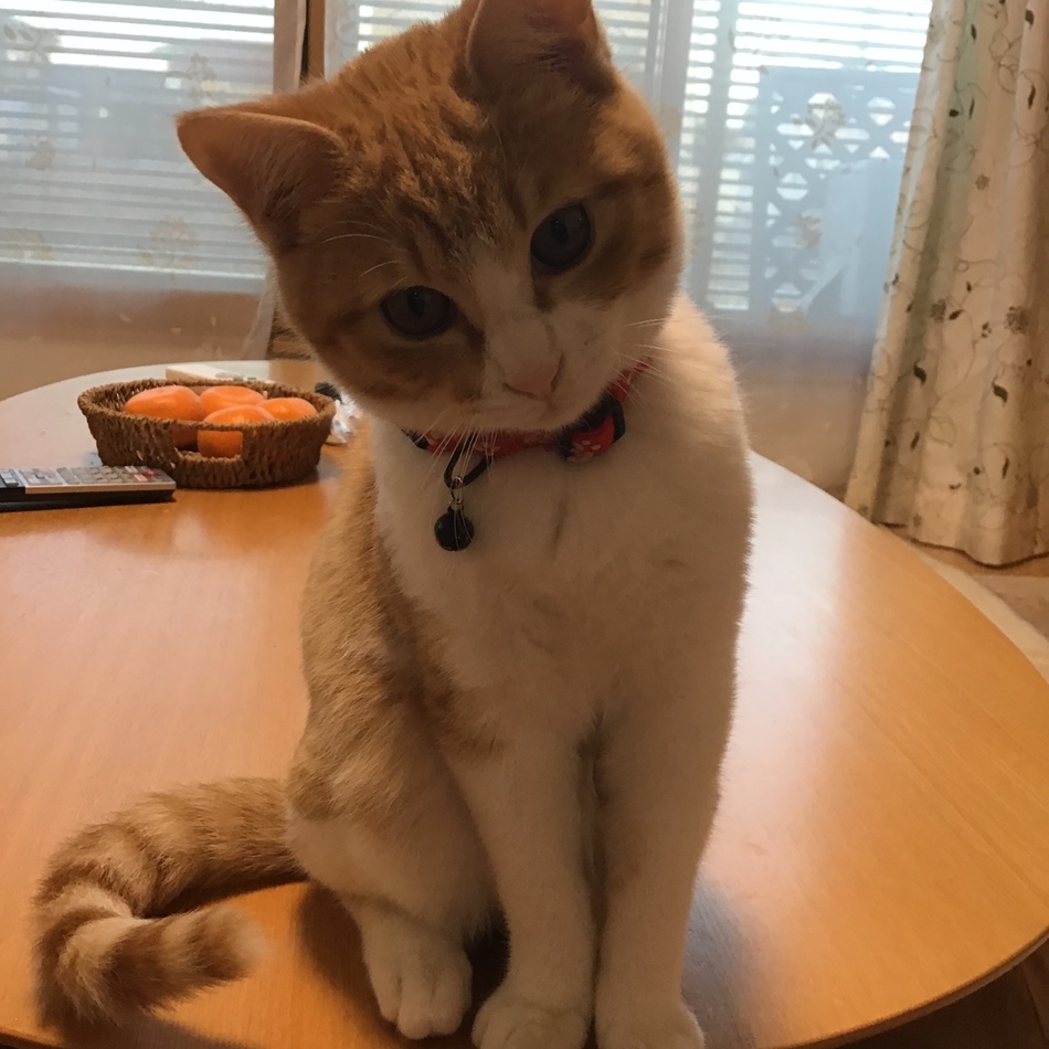 Maruのカバー写真