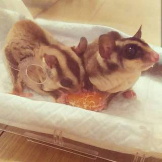 フクロモモンガペア