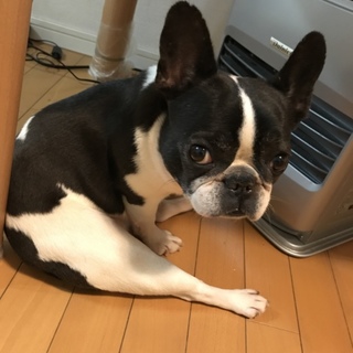 フレンチブルドッグ可愛がって下さる方に