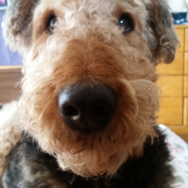 ベニエのカバー写真