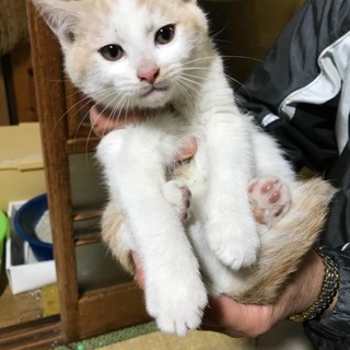 生後約2ヶ月の仔猫