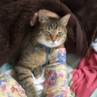 もも