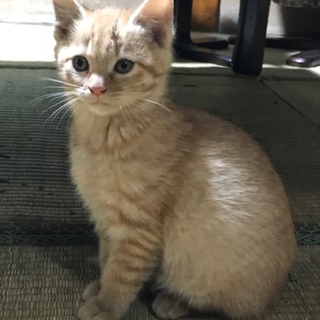 生後2ヶ月の茶トラちゃん