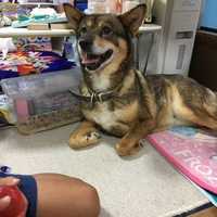 はな