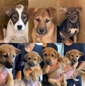 山から保護してきた仔犬達です