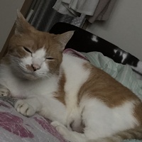 レオ