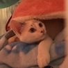 再度募集☆シャムMIX風、ブルーの瞳の蒼くん サムネイル4
