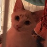 再度募集☆シャムMIX風、ブルーの瞳の蒼くん サムネイル5