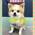 チワワのリアくん里親募集中