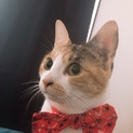甘えん坊のあんみつちゃん