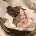 白文鳥♂とシナモン文鳥♀ペアの雛、五羽の里親様募集
