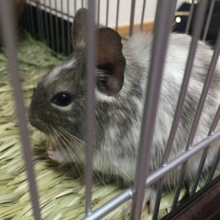 3才のメスのデグーです！