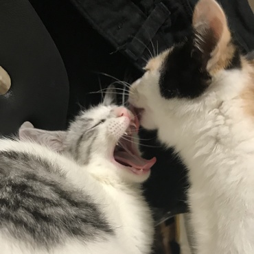 ぺろぺろされながらも大あくび笑笑