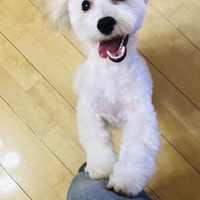 LOPI（ロピ）