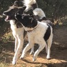 La La pooch
