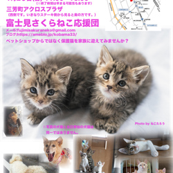 アクロスプラザ三芳店犬猫里親会