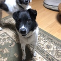 ケント、2歳