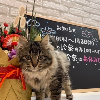 可愛いサバ白長毛の男の子