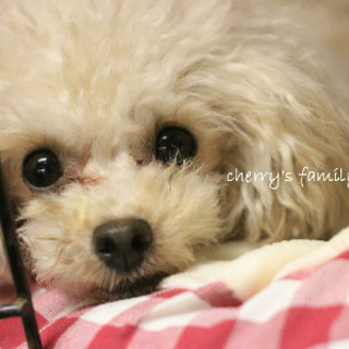 里親さまを募集しています。