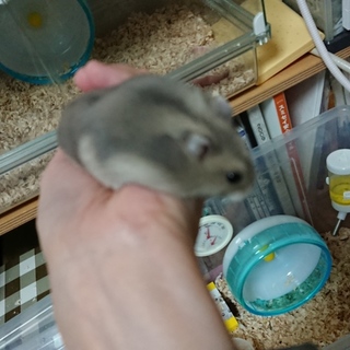 飼い主さん募集します