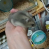 飼い主さん募集します サムネイル1