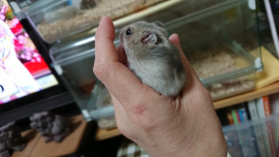 飼い主さん募集します サムネイル2