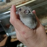 飼い主さん募集します サムネイル2