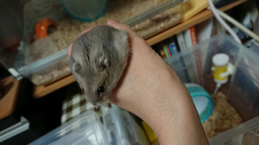 飼い主さん募集します サムネイル3