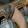 飼い主さん募集します サムネイル3