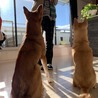むぎのお陰で、つぶのお座りが完璧になりました♡