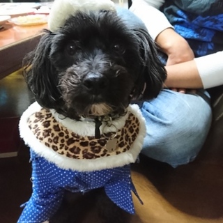 里親募集【犬】