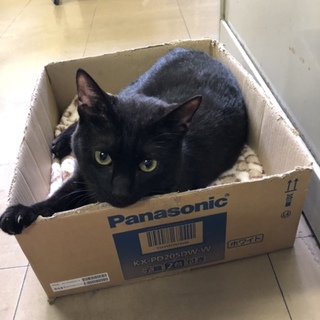 馴れ馴れに大変身！黒猫の男の子  「デニーくん」