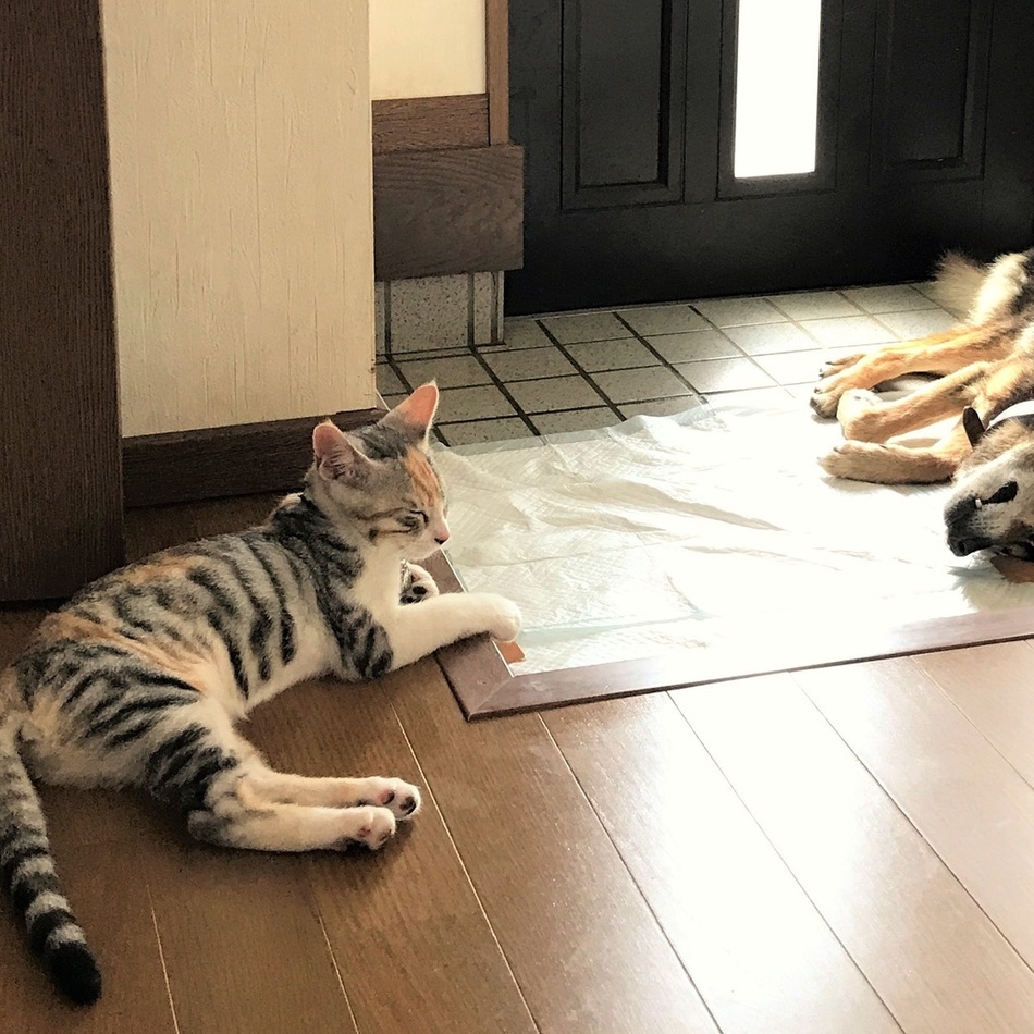 魅羅(ミラ)のカバー写真