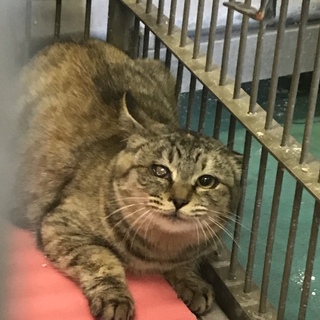 譲渡されました！ありがとうございました！