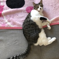 ふうた