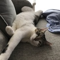 とにかく人間が大好きな甘えん坊