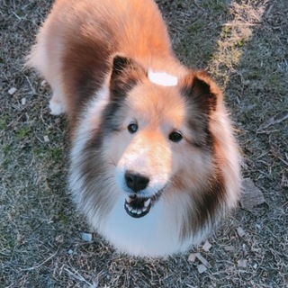 里親募集 シェルティー