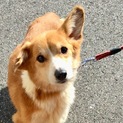 小さなコーギーのあさひちゃん/有難うございました！