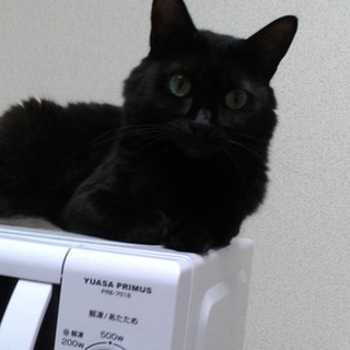 フワフワ半長毛。小柄で甘えたなリリちゃん